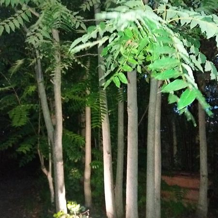 Apartment Albert Parking Prive Gratuit Limoux Bagian luar foto